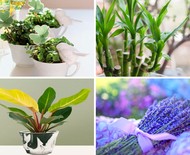 20 plantas que atraem sorte e boas energias!
