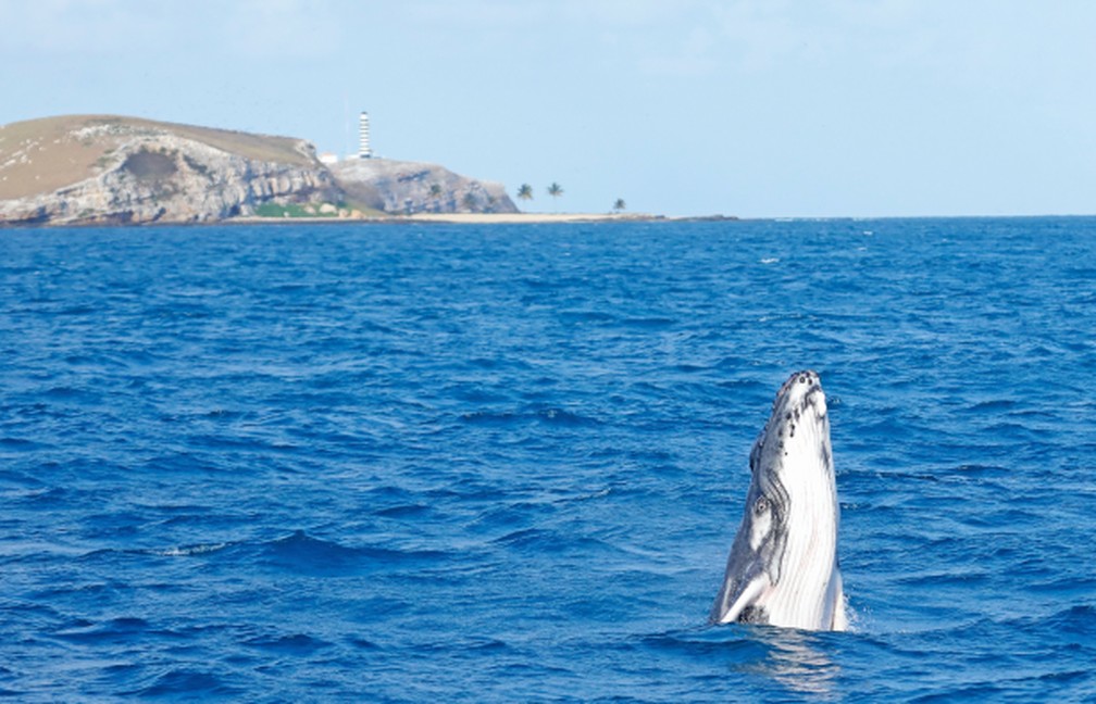 Projeto Baleia Jubarte registra crescimento no número de filhotes nascidos na Bahia e Espírito Santo — Foto: Projeto Baleia Jubarte
