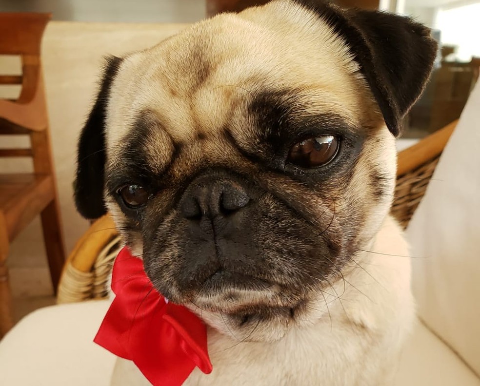 Pug de estimação de Carmem Rizza — Foto: Carmem Rizza