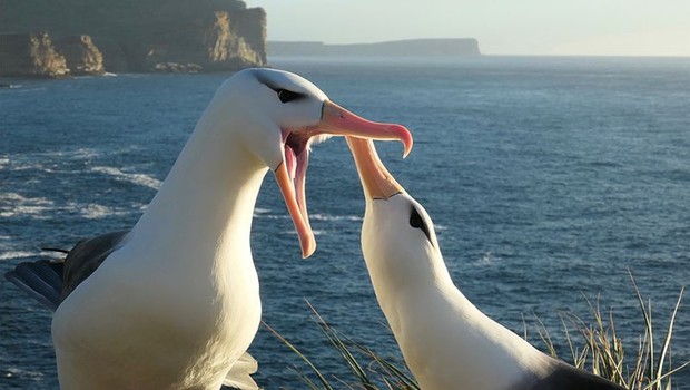 Os albatrozes são criaturas muito fiéis, mas o aquecimento das águas está colocando esta união à prova (Foto: FRANCESCO VENTURA via BBC NEWS)