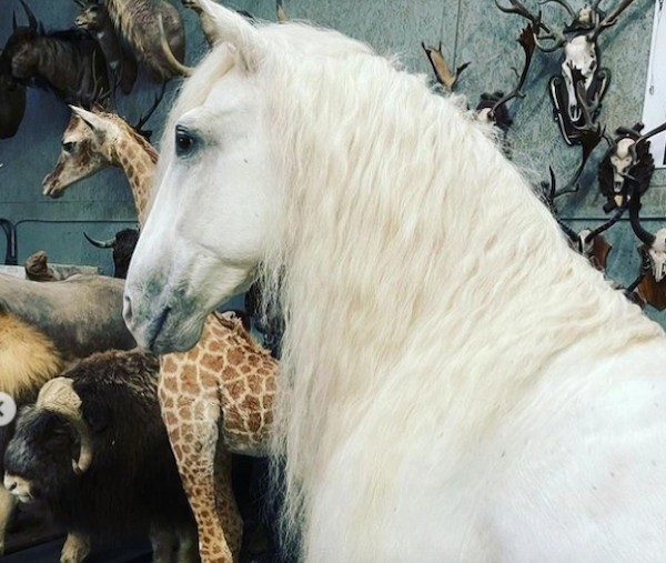 O cavalo Madrono empalhado (Foto: Instagram)