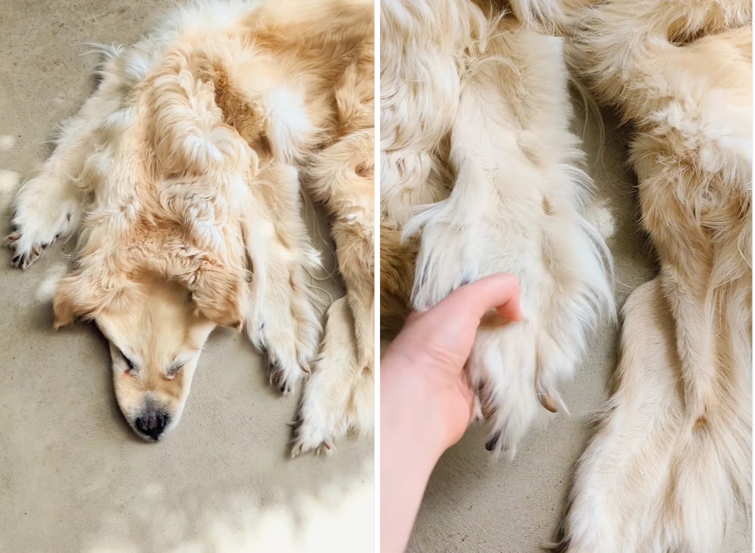 Família manda preservar pelo de falecido golden retriever (Foto: Instagram/ @chimerataxidermy/ Reprodução)