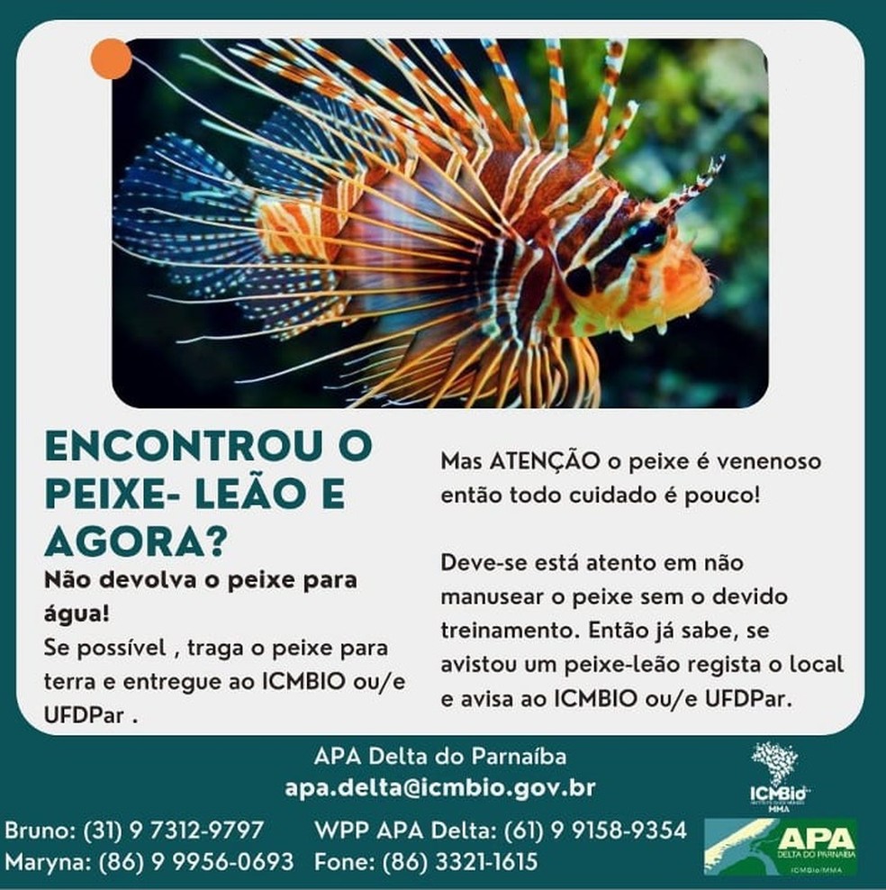ICMBio e UFDPAR disponibilizam canais para comunicar presença do peixe-leão no Piauí — Foto: Divulgação
