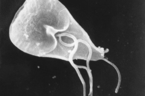 O parasita giárdia (Foto: Getty Images)