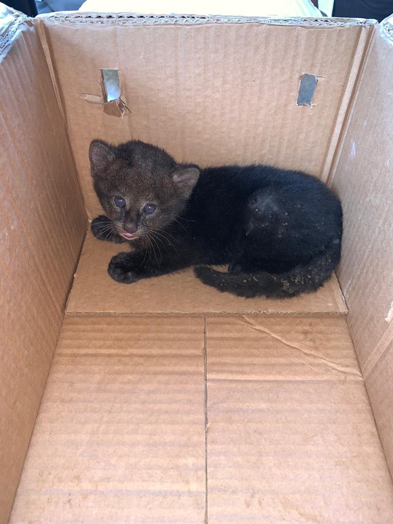 Raro e em extinção, filhote de gato-mourisco é resgatado em RR após morte da mãe thumbnail