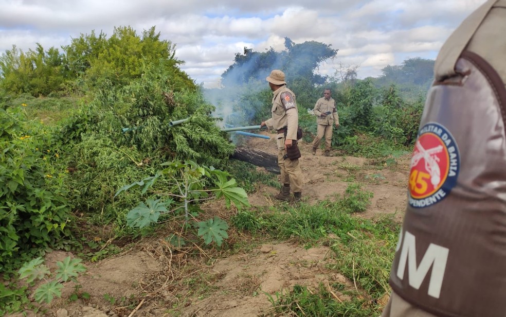 Mais de 12 mil pés de maconha são localizados pela polícia em quatro roças de Curaçá, no norte da Bahia — Foto: Divulgação/SSP-BA