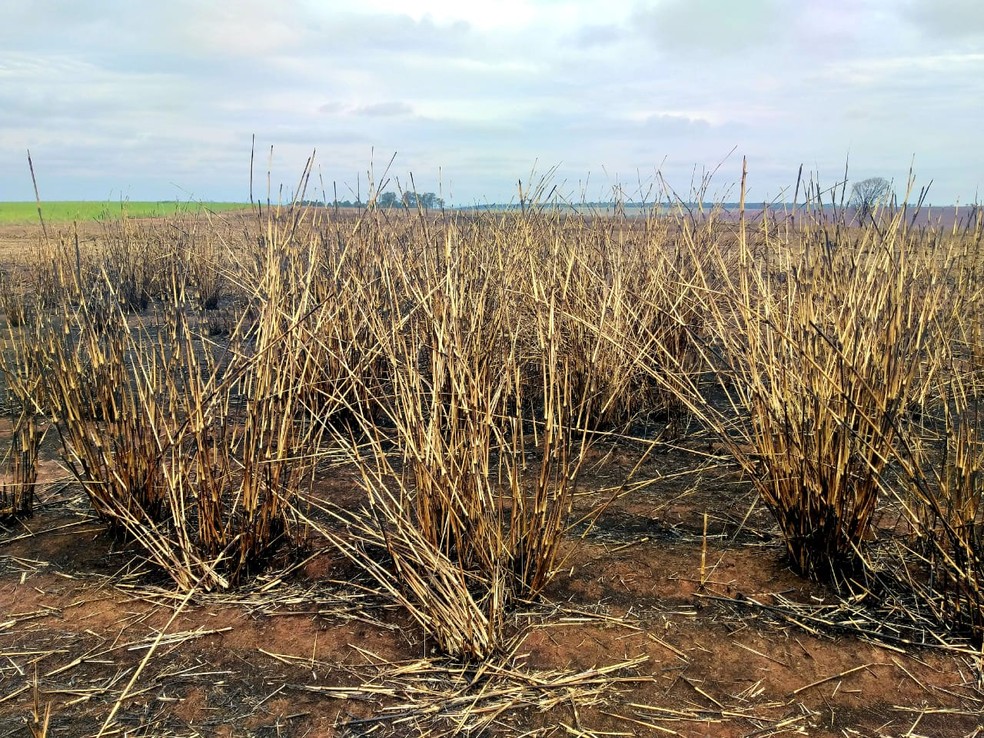 Conforme a polícia, 329 hectares foram queimados — Foto: Polícia Ambiental