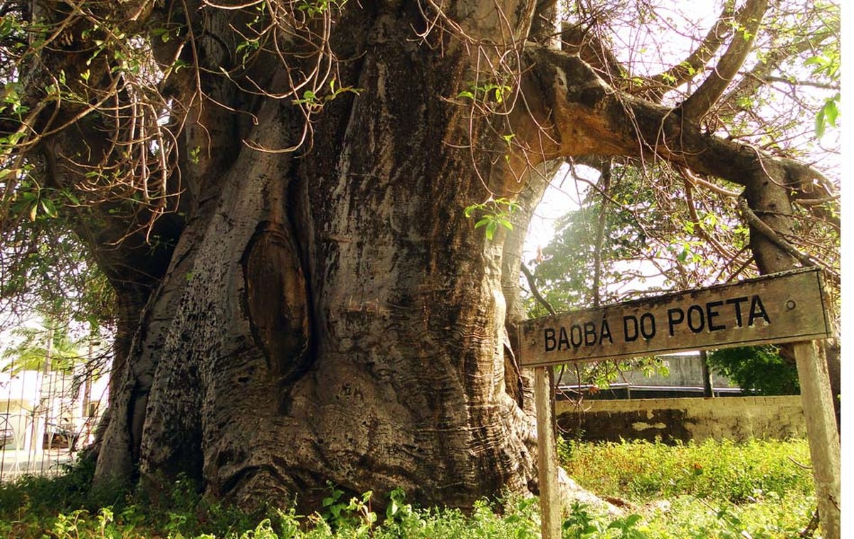 No Dia da Árvore, conheça a história de um baobá em Natal que pode ter  inspirado autor de 'O Pequeno Príncipe' | Rio Grande do Norte | G1