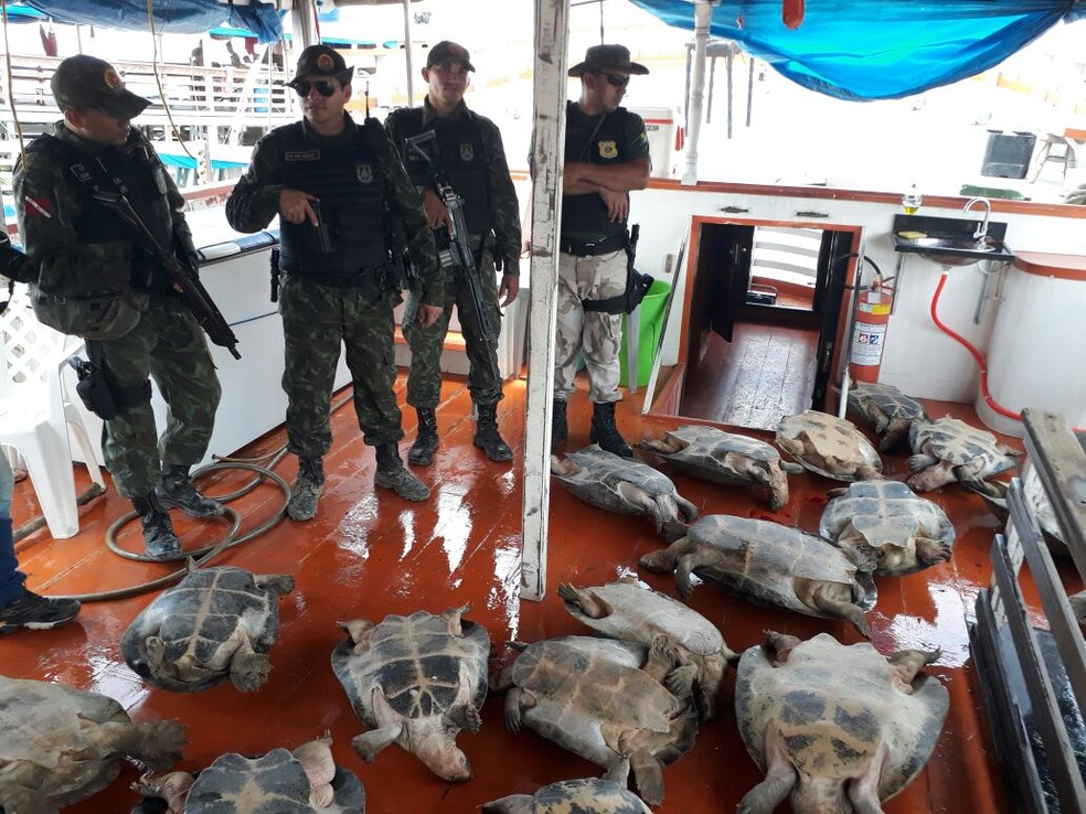 Animais foram levados para avaliação em um zoológico (Foto: Rafael Ferreira/TV Tapajós)
