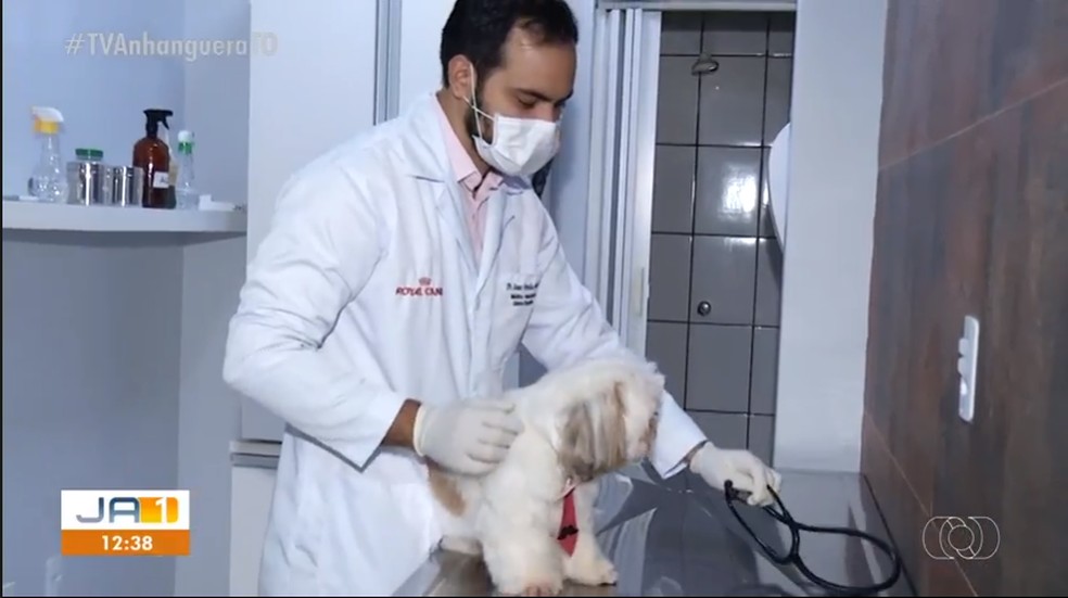 Veterinário examinando cachorro de estimação — Foto: Reprodução/TV Anhanguera