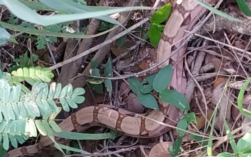 Devolução à Natureza de uma cobra-de-escada em Gouveia