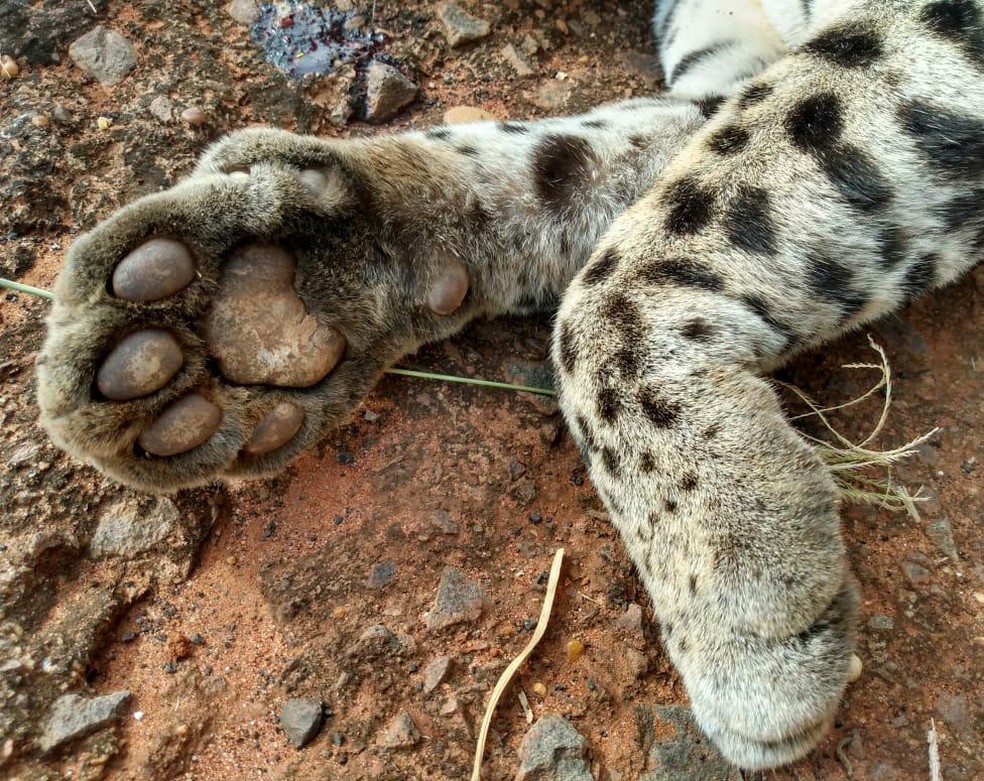 Jaguatirica foi encontrada morta em uma estrada vicinal — Foto: Paulo Machado/ICMBio