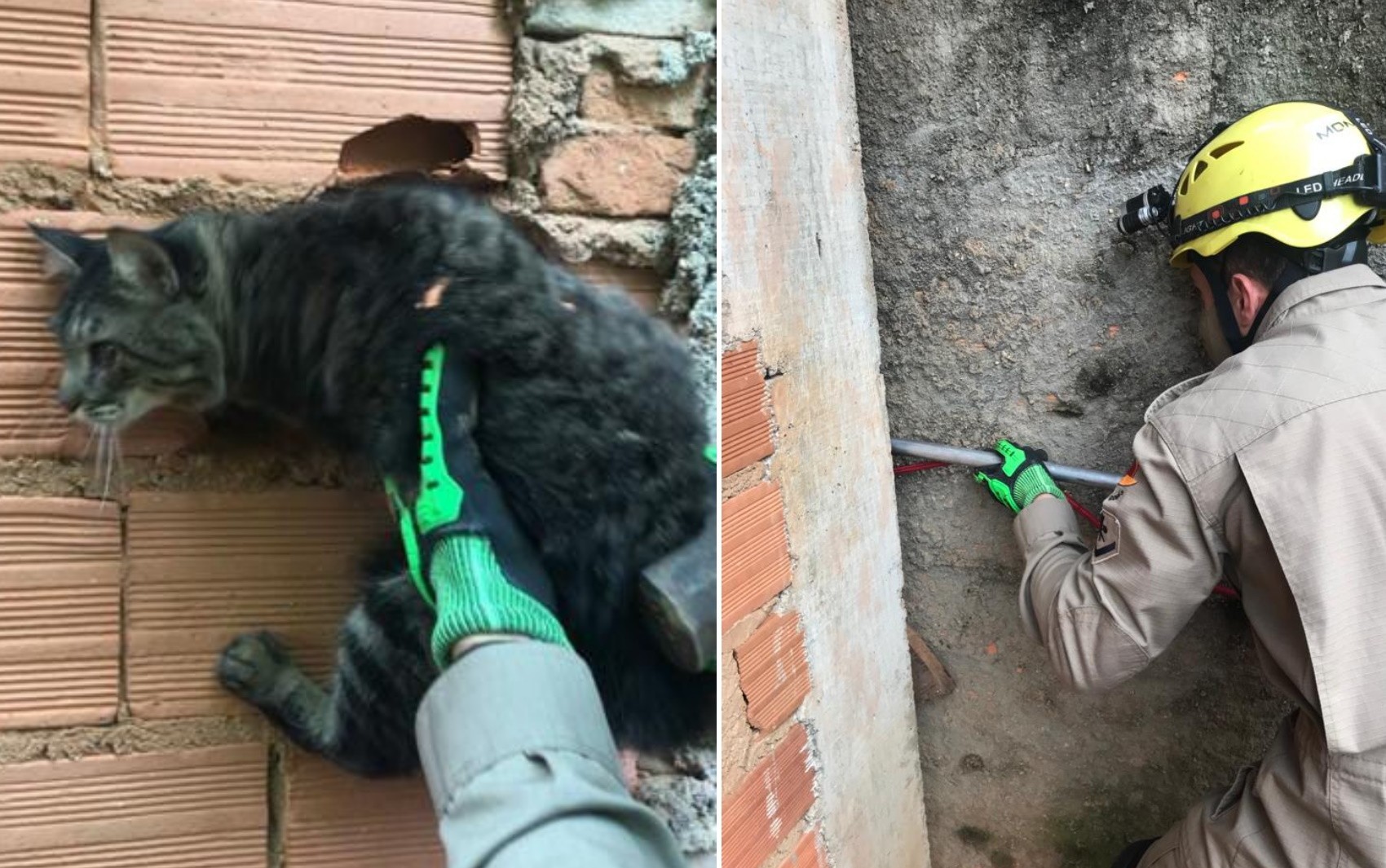 Bombeiros resgatam gato cego que ficou preso entre parede e muro de casa, em Ipameri 