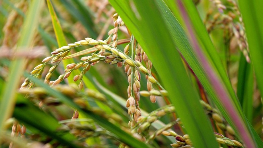 Os preços internacionais do arroz aumentaram 1%, segundo a FAO