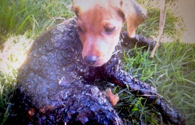 Cachorro é encontrado com corpo coberto por piche em Trindade, Goiás (Foto: Celma Dias/Arquivo Pessoal)