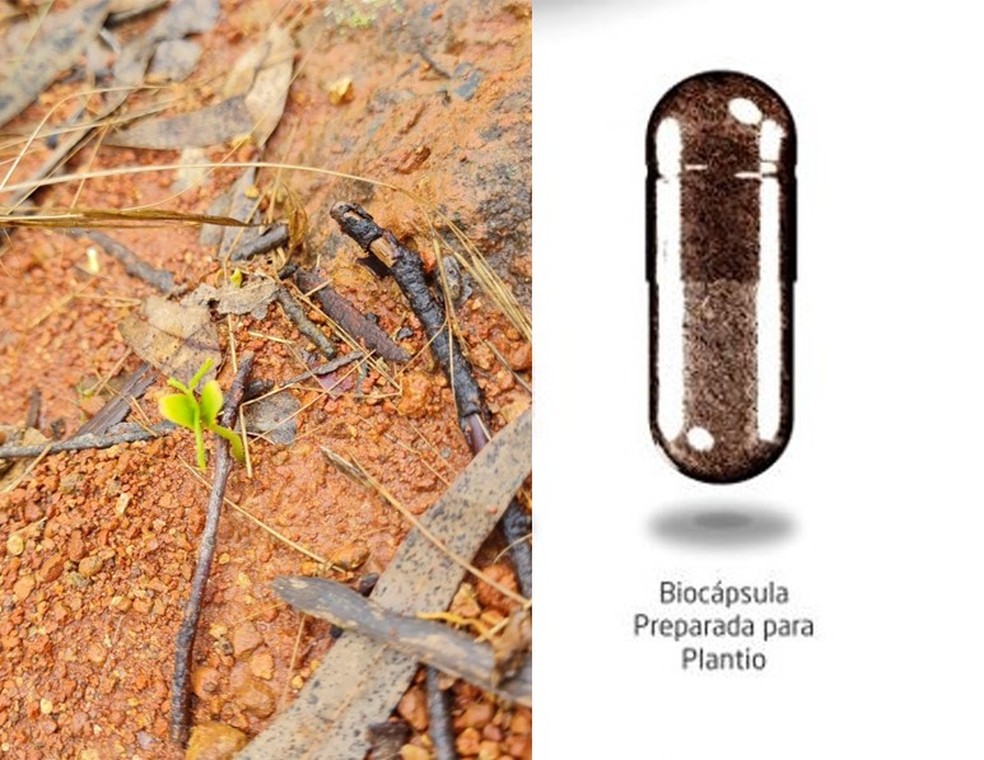Biocápsula sustentável, criada a partir de resíduos da indústria farmacêutica, dá vida à novas árvores em áreas degradadas — Foto: Divulgação/Ambipar 