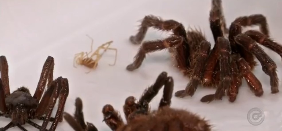 Juiz De Fora Registra Aumento No Numero De Acidentes Com Animais Peconhentos Zona Da Mata G1