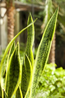 A espada-de-são-jorge possui diversas variedades de folhas e apresenta boa resistência a solos áridos