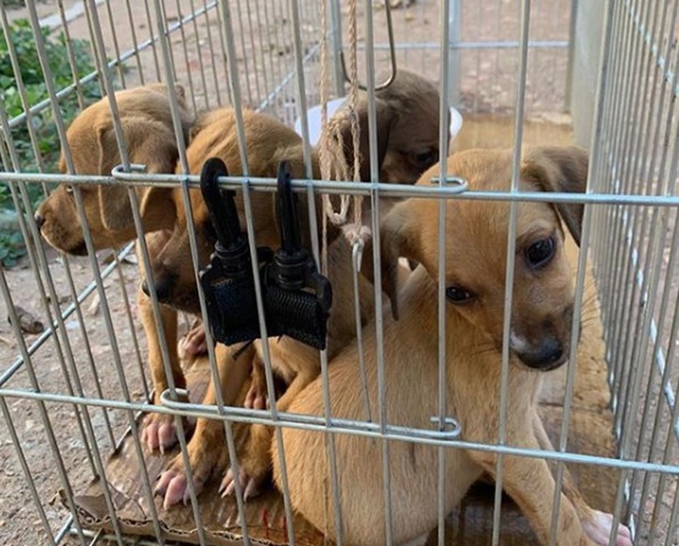 Animais abandonados foram resgatados em abril deste ano em Cuiabá — Foto: Projeto Lunaar/Divulgação