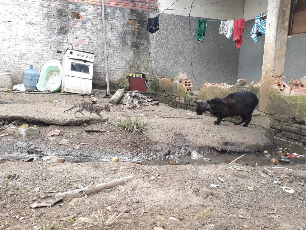 Sindicato diz que os funcionários estavam condicionados a trabalhar em um ambiente perigoso (Foto: Pedro Bentes/G1)