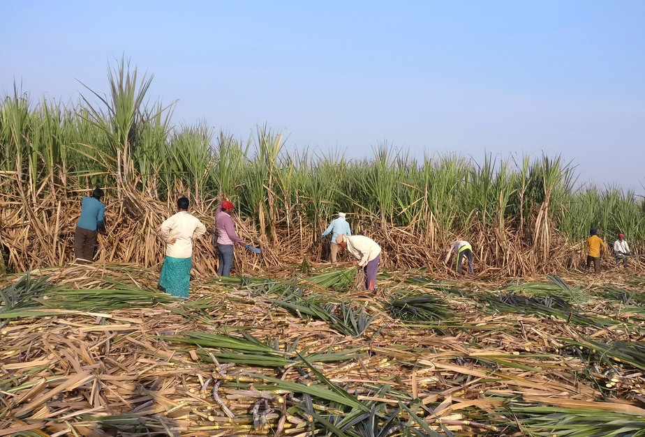 Cultivo de cana-de-açúcar em vilarejo de Gove, Maharashtra, na Índia