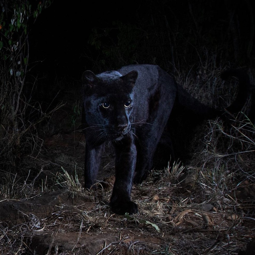 'Pantera negra' é fotografada pela 1ª vez em quase 100 anos por pesquisadores do Zoológico de San Diego no Quênia — Foto: Will Burrard-Lucas/San Diego Zoo