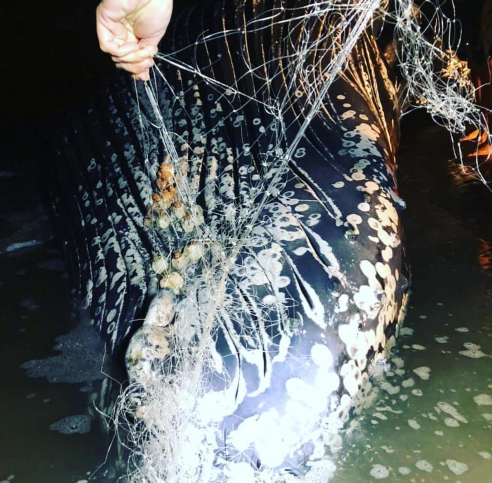 Pesquisadores encontraram uma rede de pesca presa na cabeça da baleia — Foto: Divulgação/CEM-UFPR