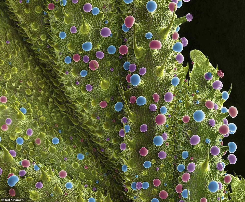 Visão microscópica de uma folha jovem de maconha (Foto: Ted Kinsman)