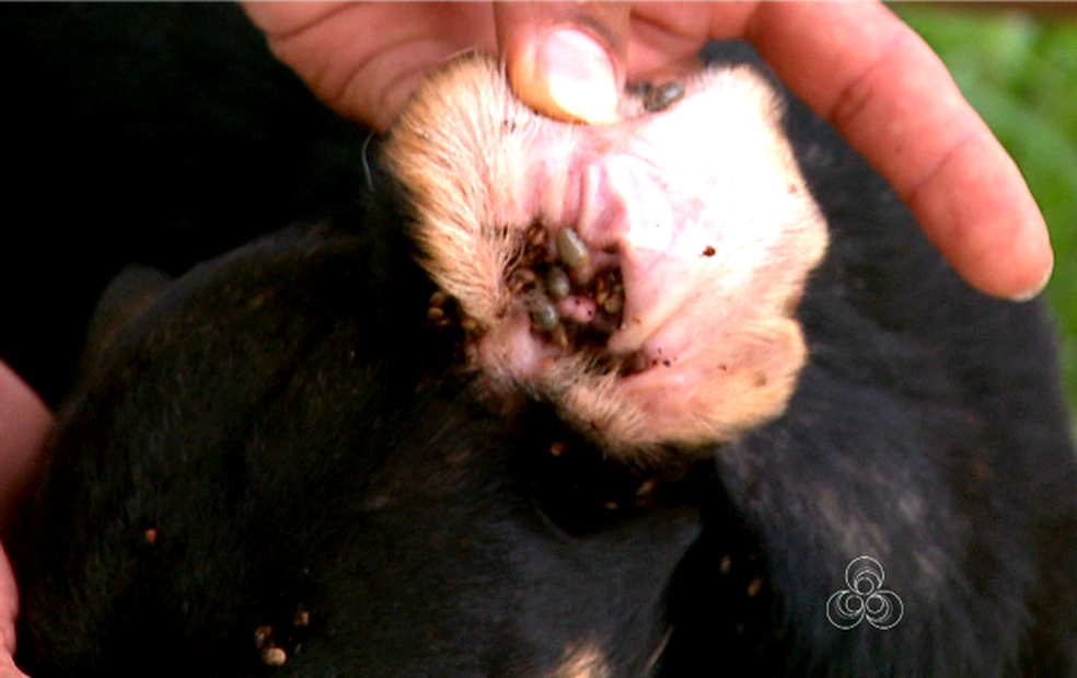 Infestação de carrapatos pode levar animais a morte (Foto: Reprodução/Rede Amazônica Acre)