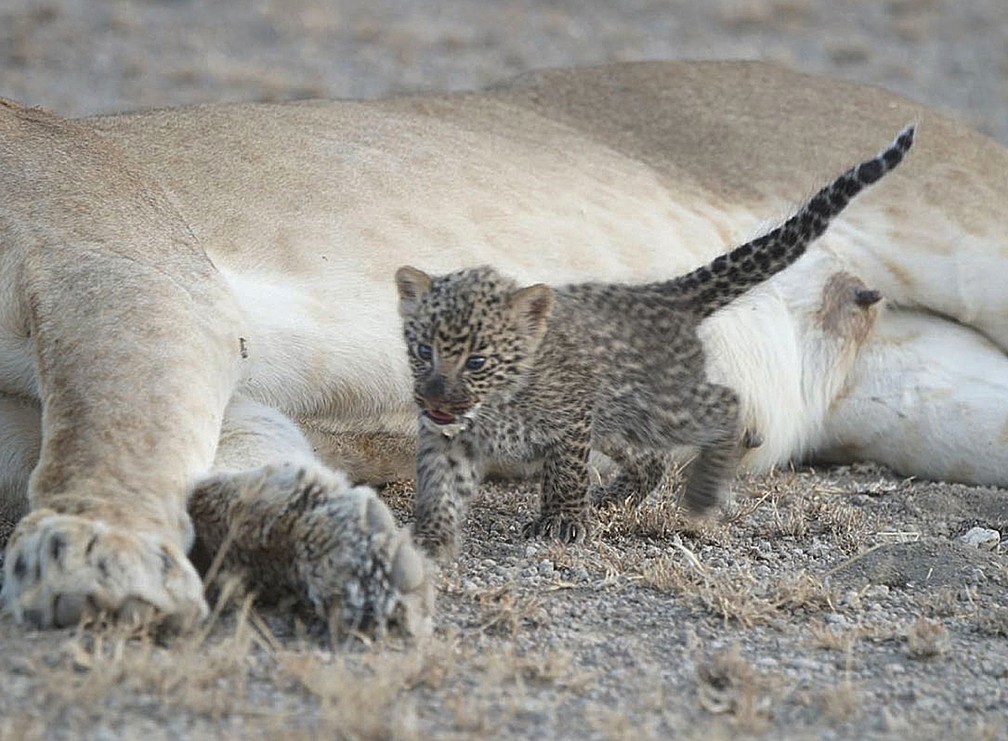 Leoa parece ter perdido filhotes, enquanto leopardo parece ter se perdido da mãe (Foto: Joop van der Linde/Ndutu Safari Lodge via AP)