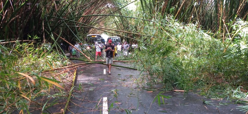 Parte de bambuzal caiu e bloqueou o tr&acirc;nsito na regi&atilde;o do aeroporto de Salvador, nesta quarta (13) &mdash; Foto: Cid Vaz/TV Bahia