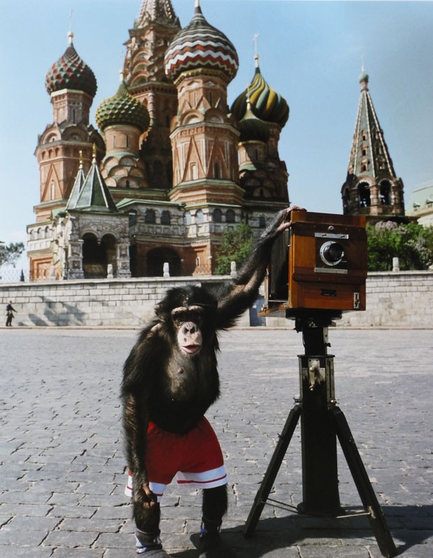 Chimpanzé No Centro De Resgate De Macacos Do Mundo Dos Macacos Na  Inglaterra Dorsal Imagem de Stock - Imagem de grama, macaco: 239336051