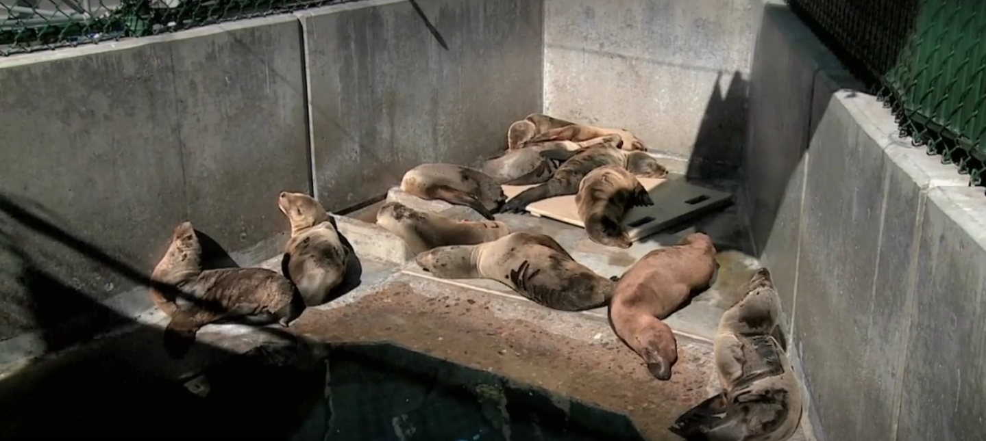 O animal foi integrado a um grupo de leões-marinhos do parque temático SeaWorld San Diego  (Foto: Reprodução/The New York Times)