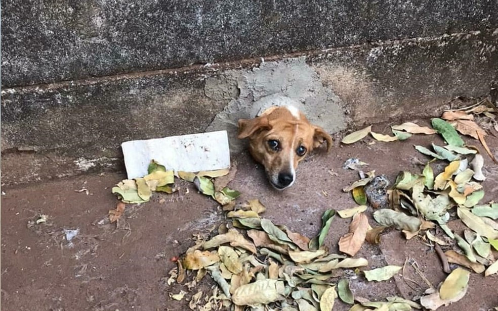 Cachorro ficou com a cabeça presa em um cano de PVC, em Quirinópolis, Goiás — Foto: Divulgação/Bombeiros