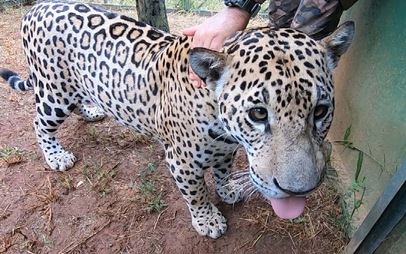 Onça-pintada que foi domesticada após perder a mãe em queimadas no Pantanal é transferida para instituto em Goiás