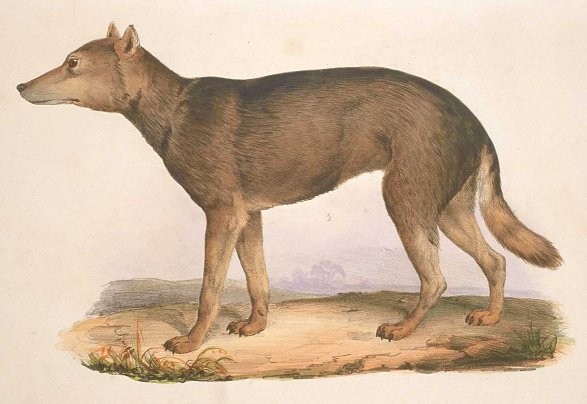 Também conhecido como lobo-de-honshu, lobo-japonês viveu até o começo do século XX  (Foto: Coenraad Jacob Temminck/Wikimedia Commons)