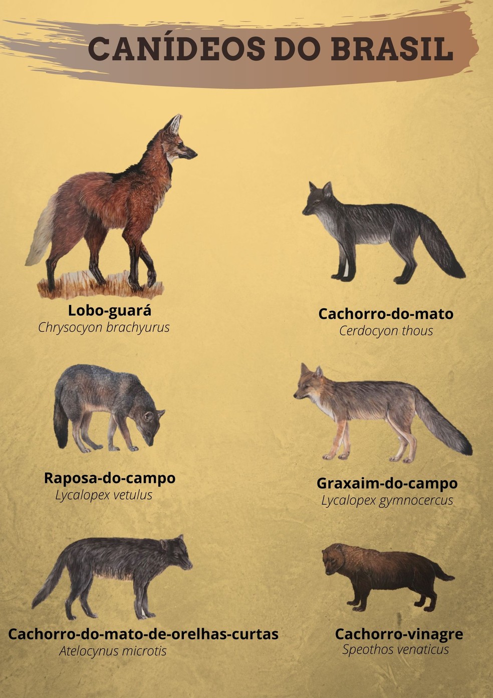 Cachorro-vinagre é parente do lobo-guará e do cachorro-do-mato — Foto: Ilustração Tomas Sigrist/ Arte TG