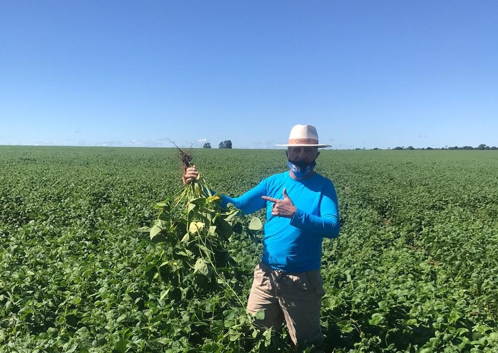 Celito Breda na lavoura de feijão carioca em Barreiras, no oeste da Bahia — Foto: Arquivo pessoal