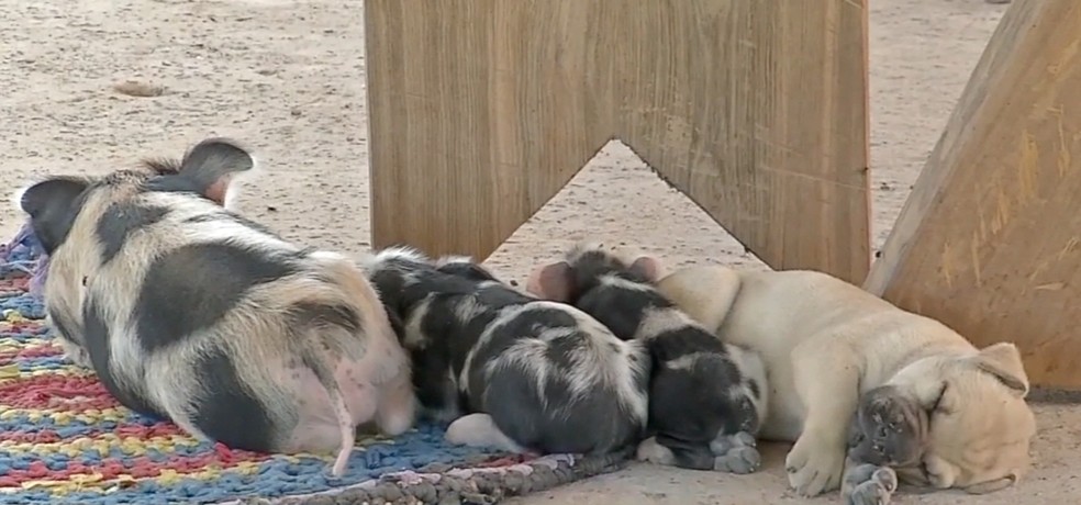 Princesa com os filhotes e os leitÃµes  â Foto: TV Morena/ReproduÃ§Ã£o