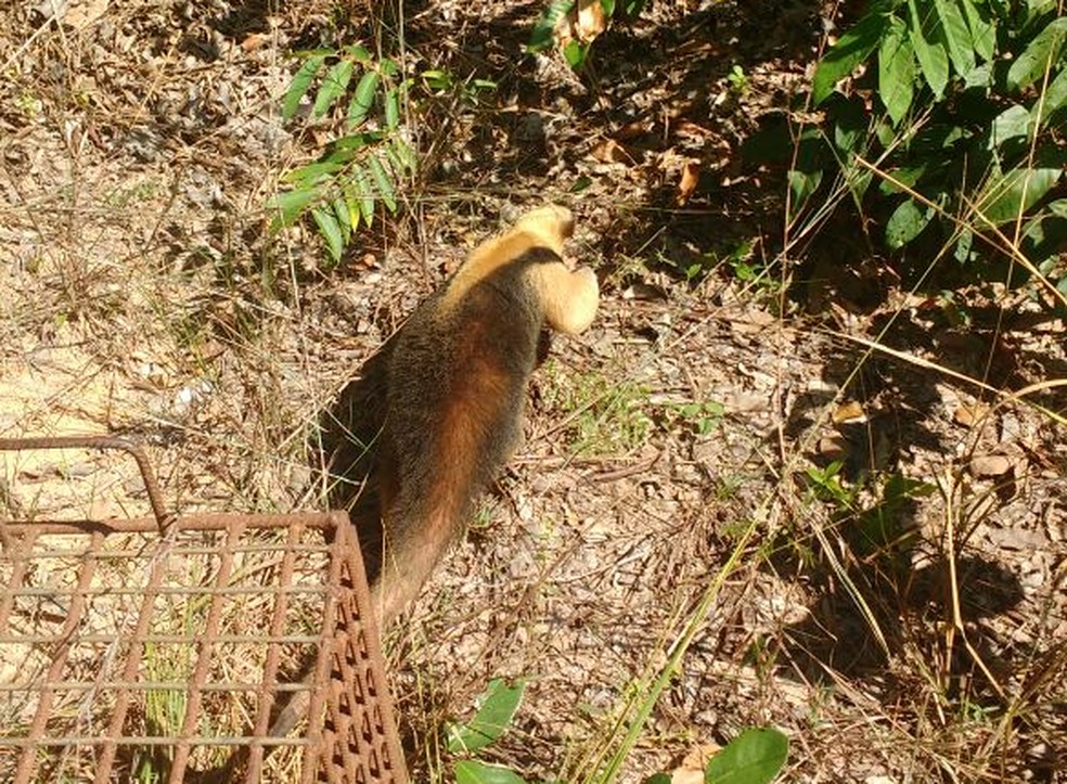 Tamanduá foi devolvido à natureza (Foto: PM Ambiental/Divulgação)