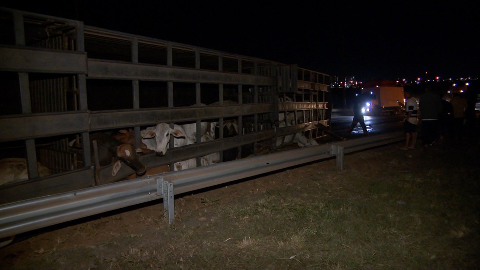 Caminhão com 60 bois tomba na BR-365, em Uberlândia