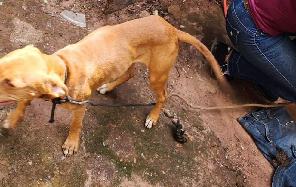 Cães foram resgatados em situação de maus-tratos em Bauru — Foto: Polícia Civil e Prefeitura de Bauru/ Divulgação 