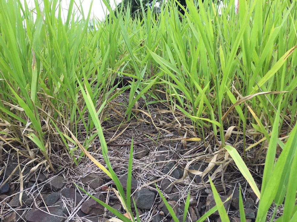 Ferrovia est&aacute; abandonada em Presidente Prudente (Foto: Wellington Roberto/G1)