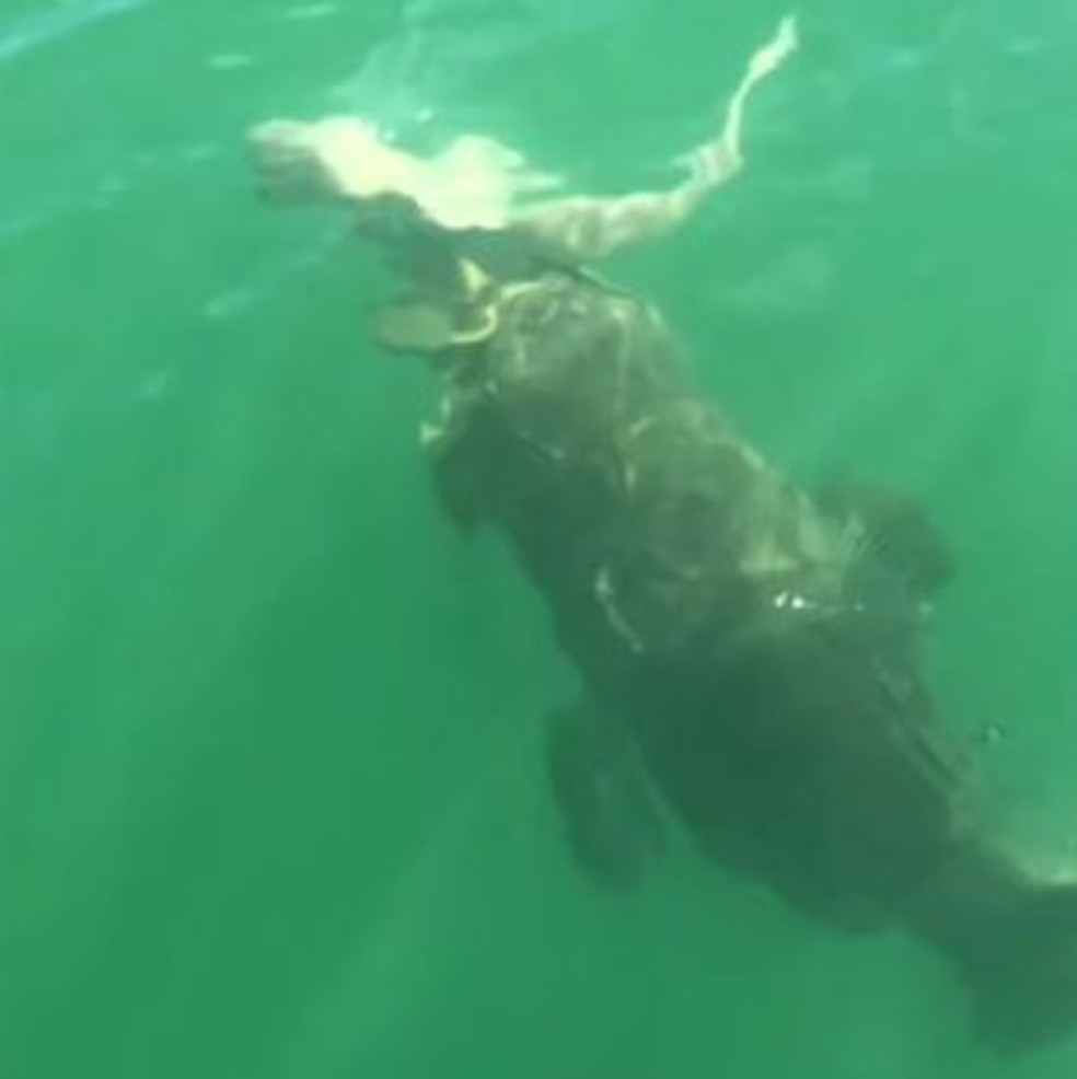 Detalhe do ataque ao tubarão: garoupa tinha um peso estimado de 500kg — Foto: Reprodução de vídeo