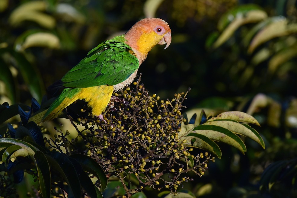 A ave encontra-se em ameaça de extinção da natureza  — Foto: Rudimar Narciso Cipriani / TG