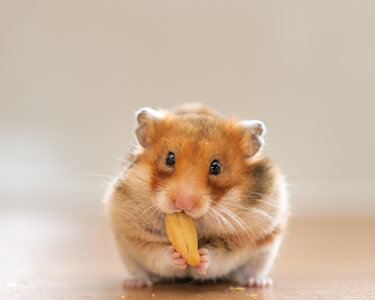 Na hora de montar o terrário do seu hamster, reflita sobre as necessidades do pet (Foto: Canva/Creative Commons)