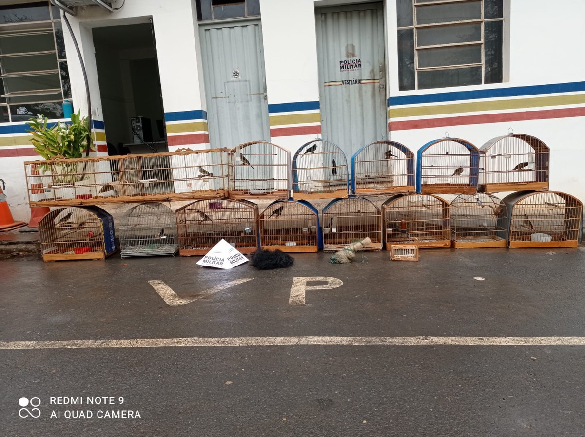 Polícia Militar de Meio Ambiente apreende 29 pássaros da fauna silvestre em Montes Claros