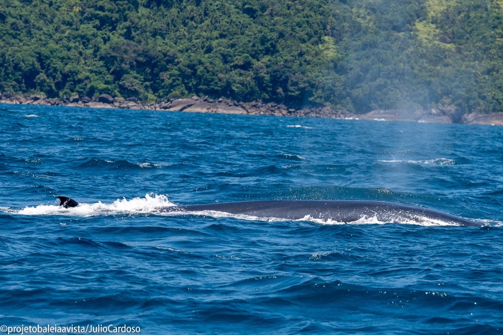 Em início de temporada, baleias-de-bryde são vistas caçando em Ilhabela — Foto: Júlio Cardoso/Projeto Baleia a Vista