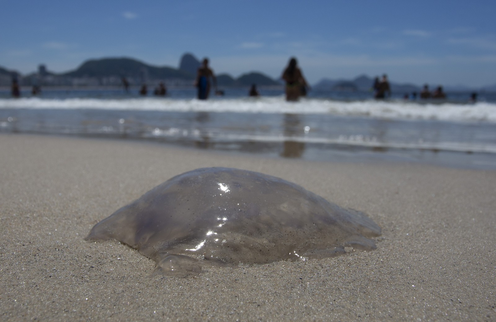 Água-viva na praia de Copacabana — Foto: Márcia Foletto