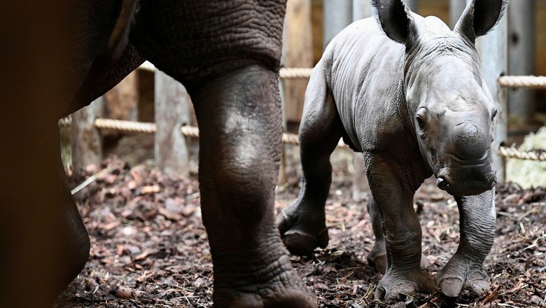 Rinoceronte recém-nascido em zoológico em Arnhem, na Holanda 06/04/2021 (Foto: REUTERS/Piroschka van de Wouw)